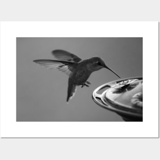 Hummingbird at Feeder Black and White 2 or 3 Posters and Art